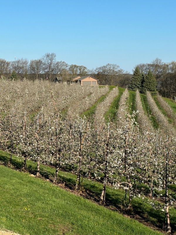 Apple Blossom Update - 75% Peak at Sunrise Orchards!