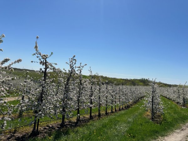 100% Apple Blossoms Peak - There's Still Time to View Them