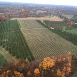 Helicopter view of orchards over Sunrise Orchards