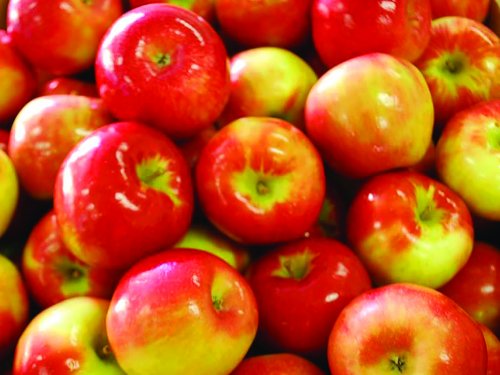 Raw Red Organic Honeycrisp Apples Stock Photo - Download Image Now
