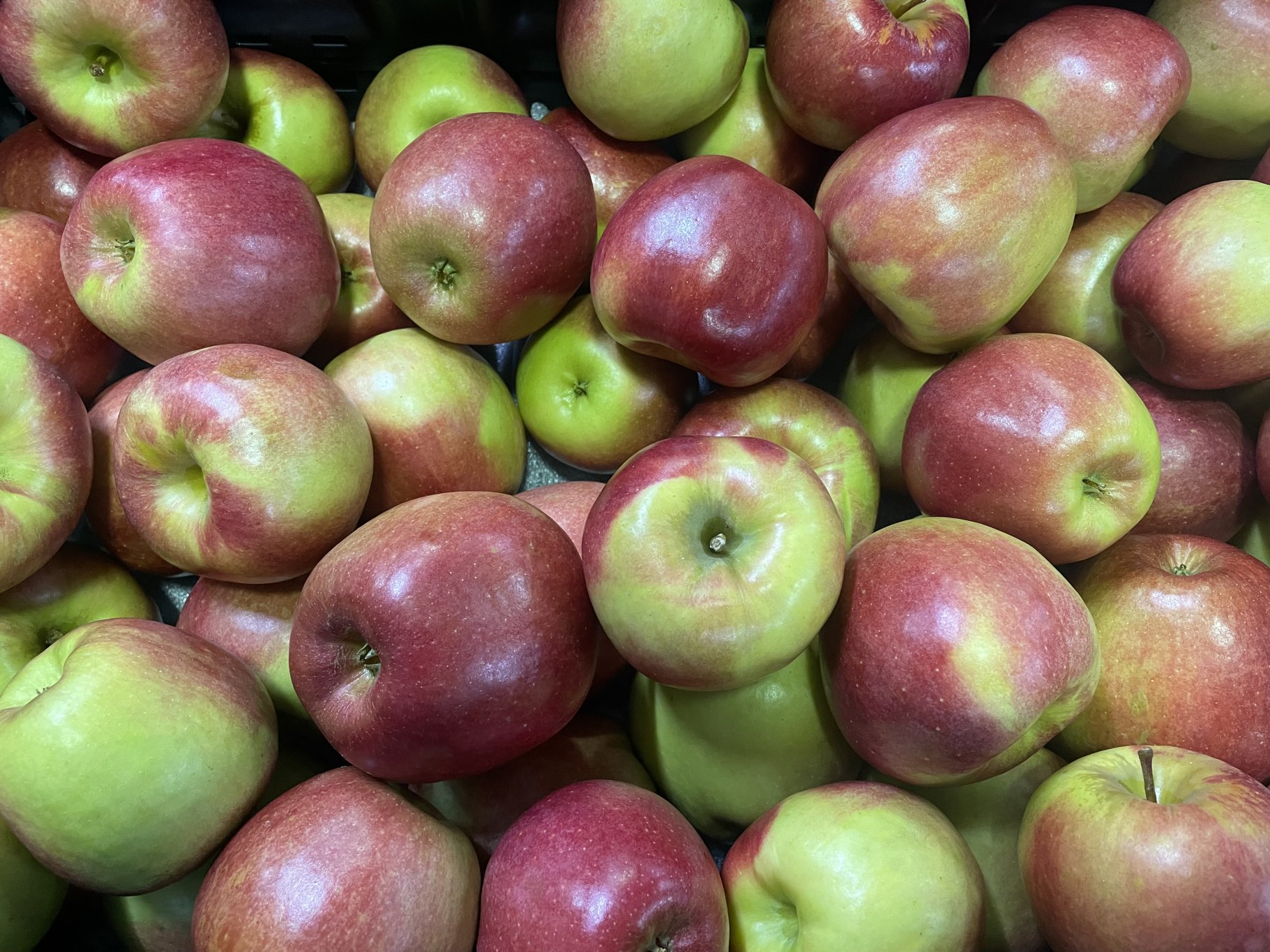 NEW Apple Varieties Introduced Today! Sunrise Orchards