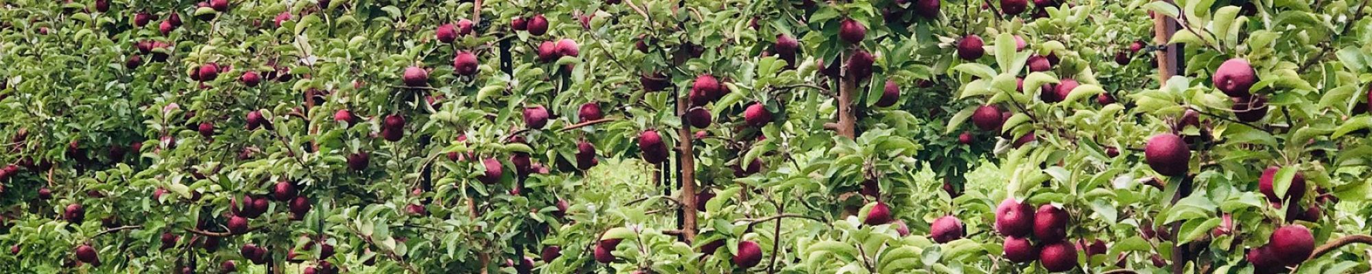 Growing Apples at Sunrise Apple Orchard - Gays Mills, WI | Sunrise Orchards, Inc.