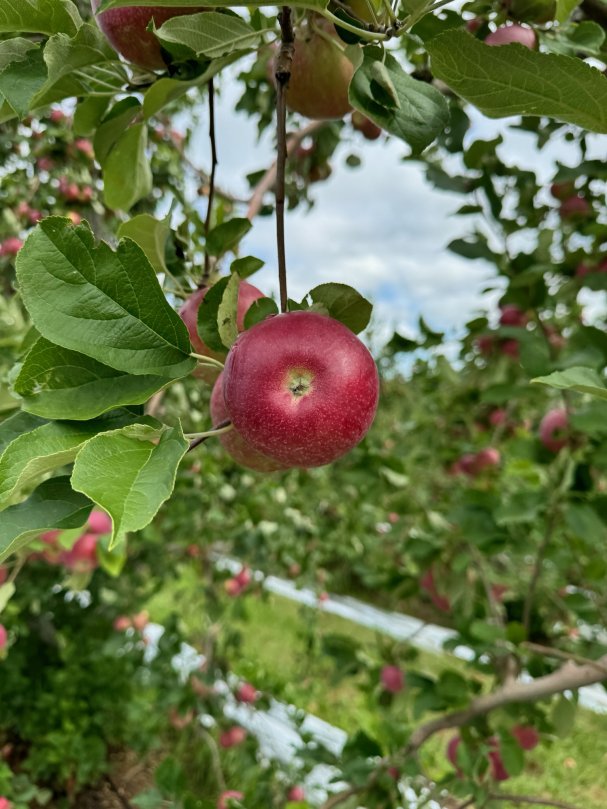 Paulared Apples Available Starting August 12th!