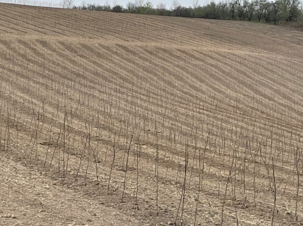 11,600 Apple Trees Planted at Sunrise Orchards!