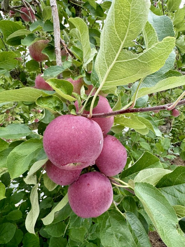 Paulared Apples Available Starting August 12th!