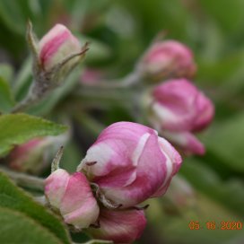 Apple blossom May 2020