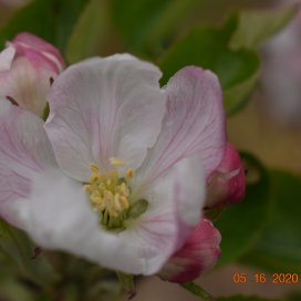 Close up apple blossom May 2020