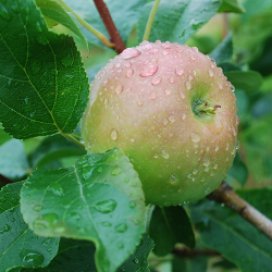 Sunrise Orchards apples in Gays Mills, WI