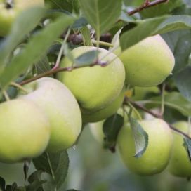 Growing Apples