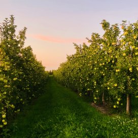 Golden Delicious apples at Sunset, Sunrise Orchards