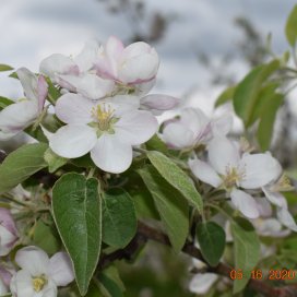 Apple trees blossoming May 2020