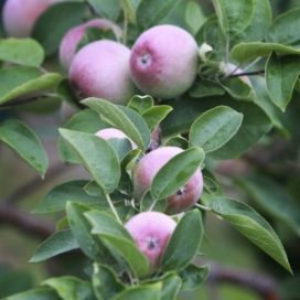 Apples growing on the trees