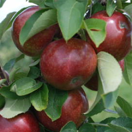 Apples on trees at Sunrise Orchards