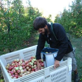 Apple Picking