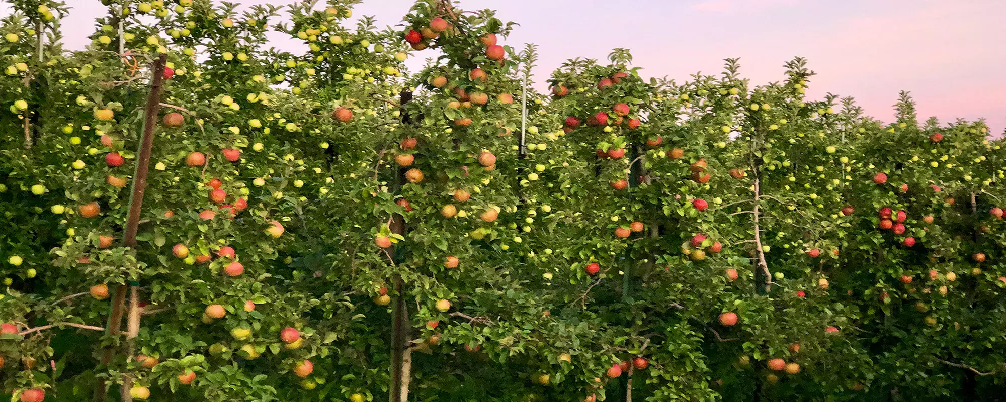 Apple varieties at Sunrise Orchards