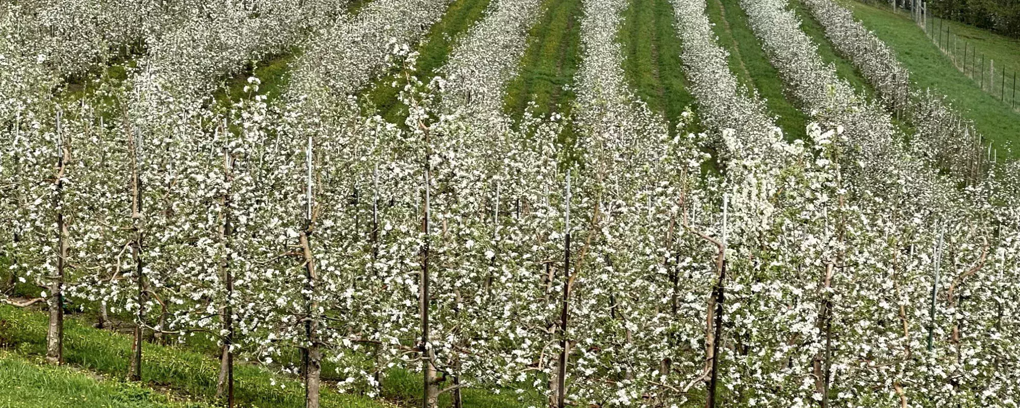 Sunrise Apple Blossoms