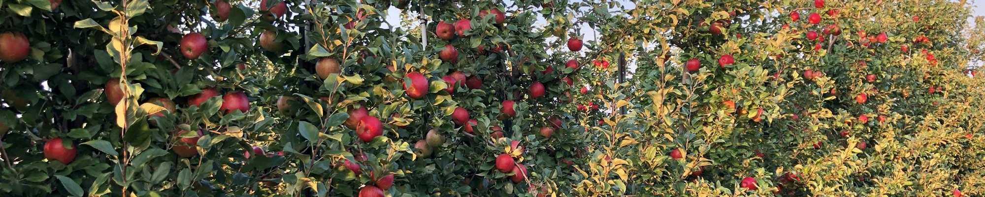 Frequently Asked Questions about apples - Gays Mills, WI | Sunrise Orchards, Inc.