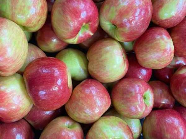 Premier HONEYCRISP AVAILABLE!