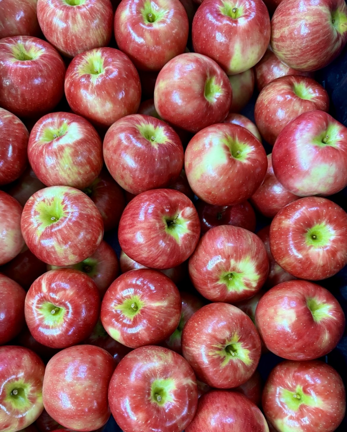 Honeycrisp Apples in Stock!