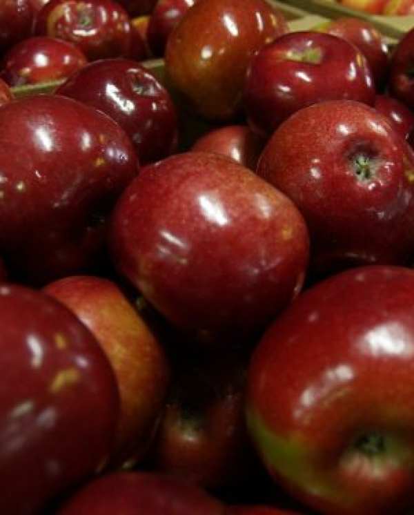 Available Apples TODAY SEPT 16TH!