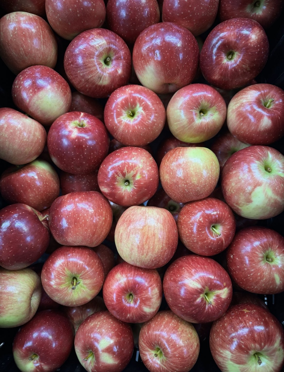 Haralson Apples Excellent for Baking & Available NOW - Sunrise Orchards